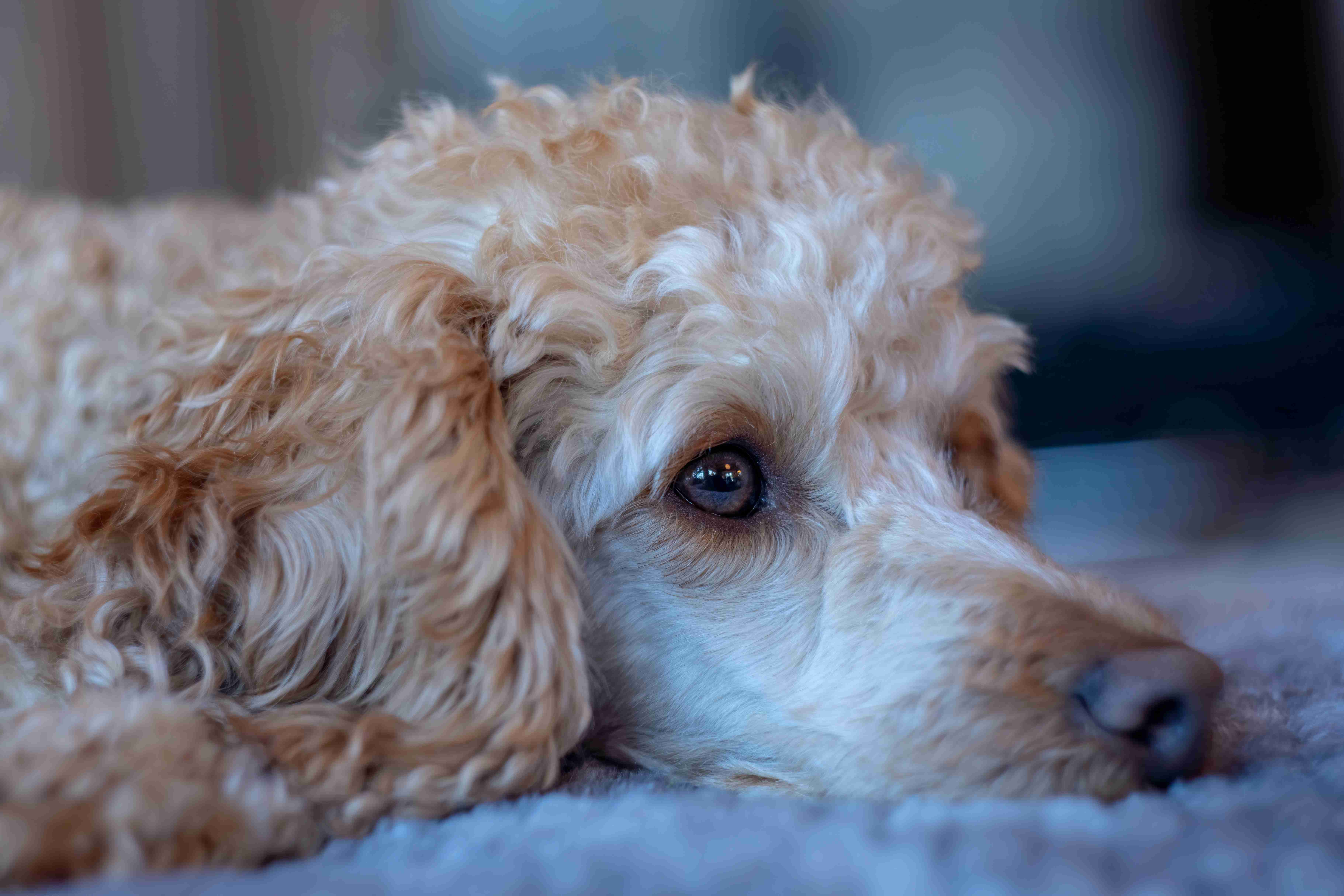 How can you prevent your Poodle puppy from developing destructive behaviors?